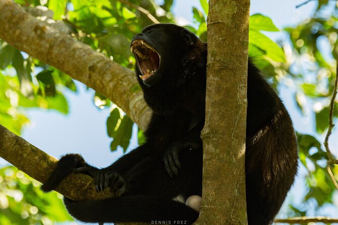 One Day Of Nature in Monteverde - Explore the Cloud Forest