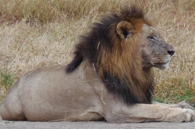 One Day Wildlife Safari in Mikumi National Park - Important Exclusions to Note