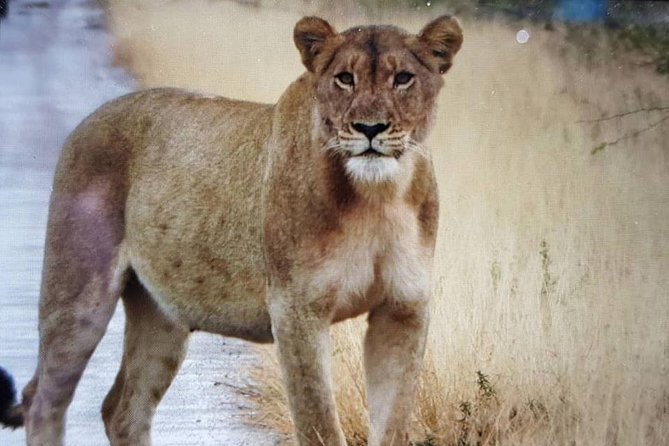 Open Vehical Safari in Kruger National Park Half Day - Preparing for Your Safari