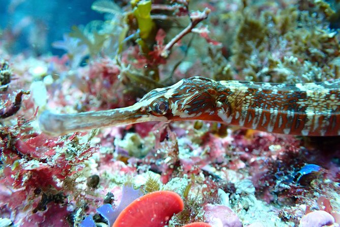 Open Water Diver Course in Arrabida Natural Park (Near Lisbon) - Accessibility and Health Considerations