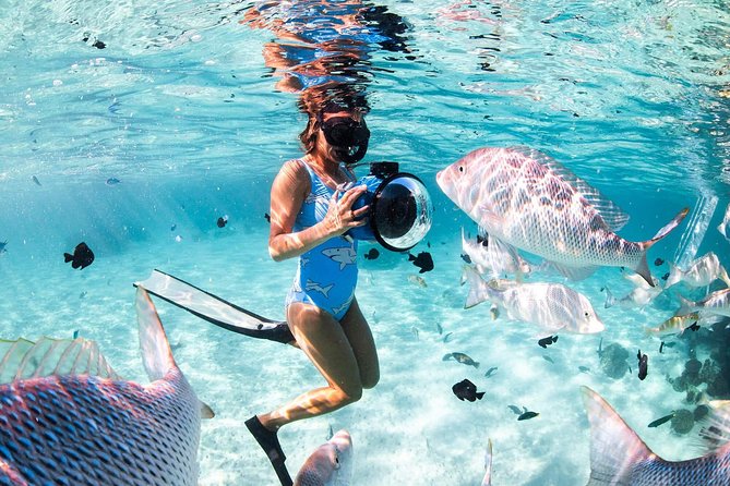 Orange Bay Full-Day Snorkeling With Lunch - Reviews and Customer Feedback