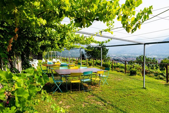 Ossola Valley Winery Tour With Tastings - Glowing Guest Reviews and Insights