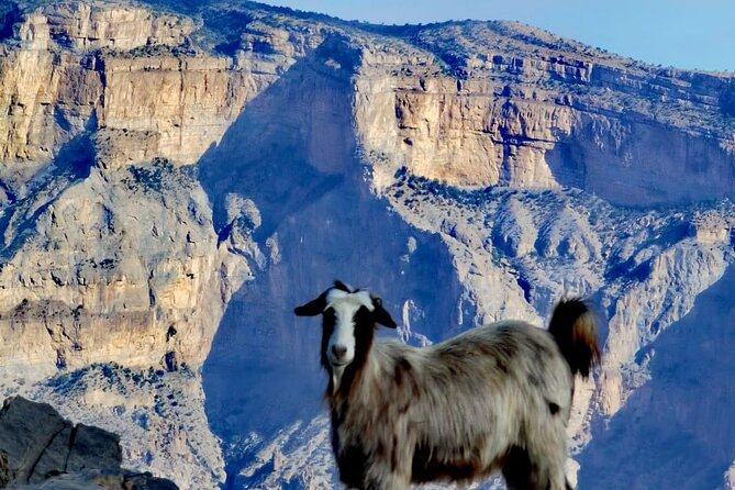 Overnight Private Guided Nizwa and Jebel Akhdar Tour From Muscat - Experiencing the Jebel Akhdar Region