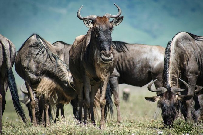 Overnight Private Safari to Masai Mara National Reserve. - Booking and Cancellation Policy