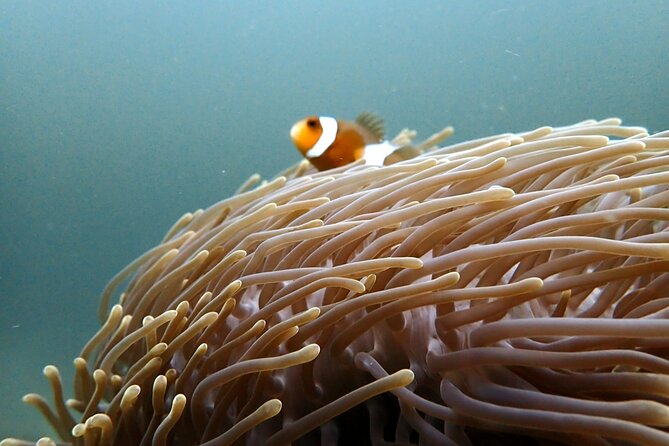 PADI Discover Scuba 2 Times Diving Phuket - Accessibility and Health Considerations