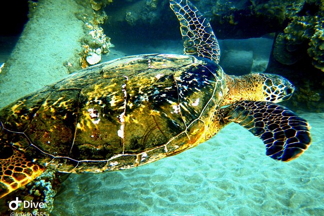 PADI Scuba Lesson and Shore Dive in Maui - Instructor and Customer Reviews