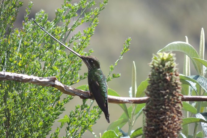 Papallacta Hot Springs and Hummingbirds Farm Day Tour - Pricing and Cancellation Policy