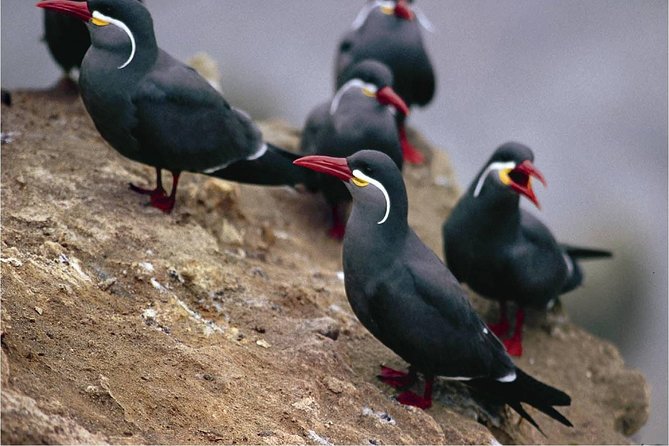Paracas Reserve & Ballestas Islands Tour From Lima - Private Trip - Cancellation Policy