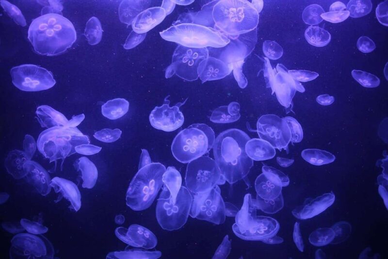 Paris: Aquarium Entry Ticket & Self-Guided Eiffel Tower Tour - Package Inclusions