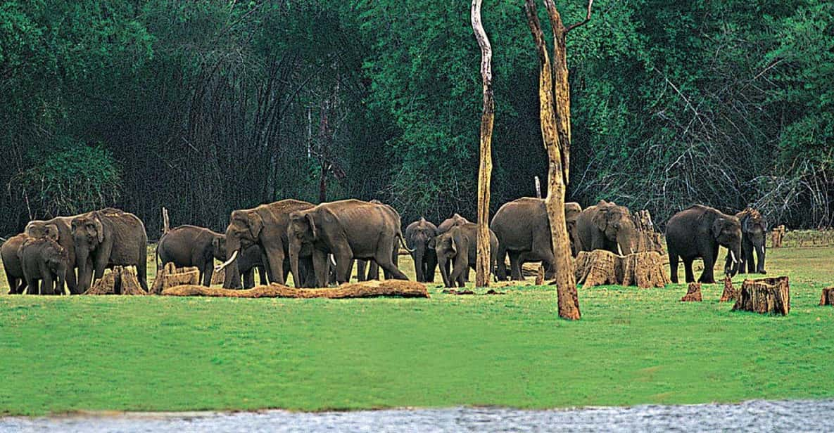 Periyar Wildlife Sanctuary Tour (02 Nights / 03 Days) - Transportation and Guidance