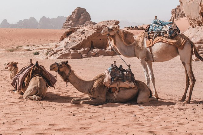 Petra and Wadi Rum in One Day | The Jordanian Mappers - Pricing and Cancellation Policy