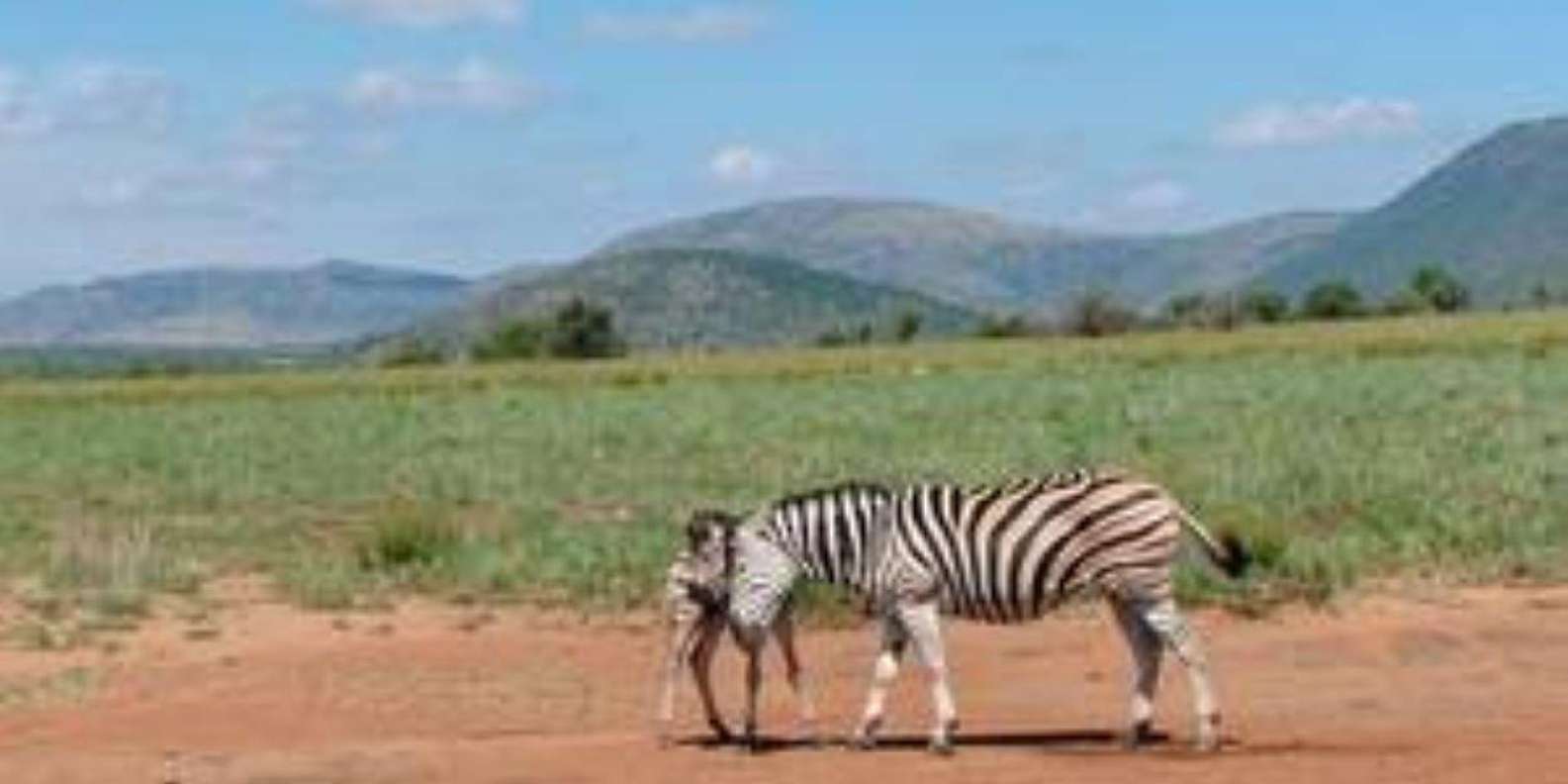 Pilanesberg : Game Drive With Lunch - Manyane Gate - Pilanesberg National Park