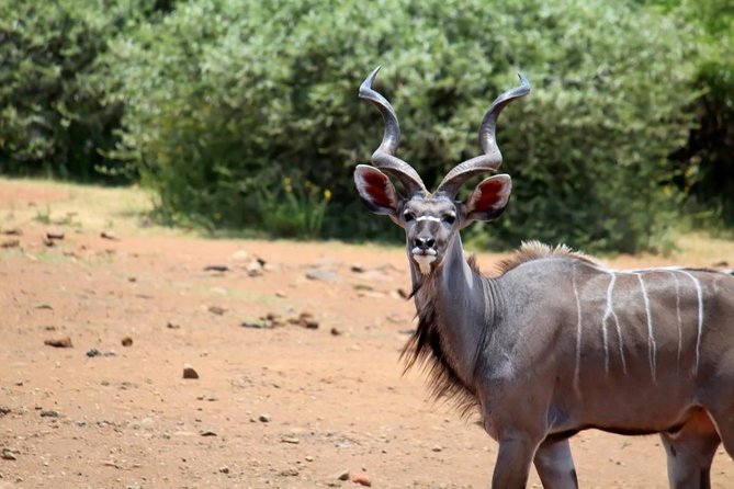 Pilanesberg National Park Full Day Safari From Johannesburg - Customer Reviews and Feedback