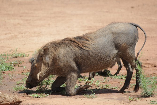 Pilanesberg National Park Full-Day Tour From Johannesburg - Pricing Information