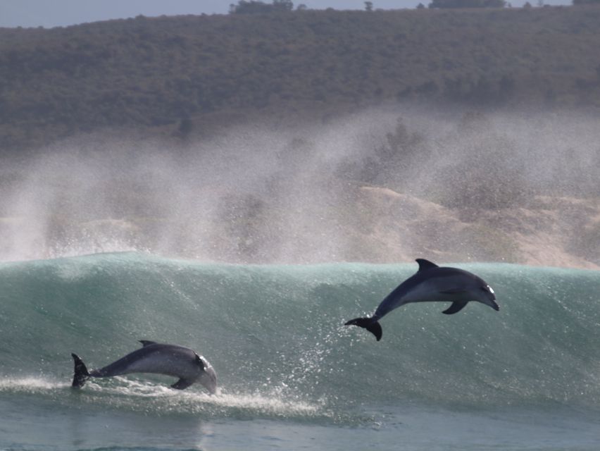 Plettenberg Bay: Dolphin and Marine Boat Tours - Customer Feedback