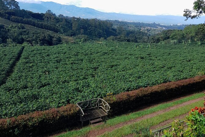 Poás Volcano, Coffee Plantation and La Paz Waterfall Gardens Tour - Discovering the Coffee Plantation
