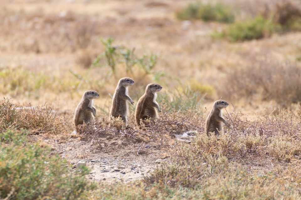 Port Elizabeth: Addo Elephant Park Full-Day Safari - Wildlife Sightings and Encounters