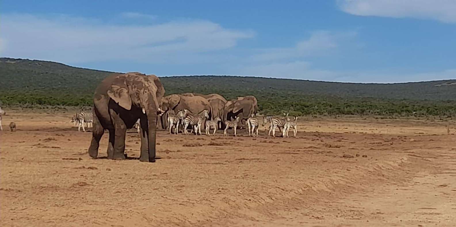 Port Elizabeth: Addo Elephant Park Shore Excursion & Safari - Customer Feedback