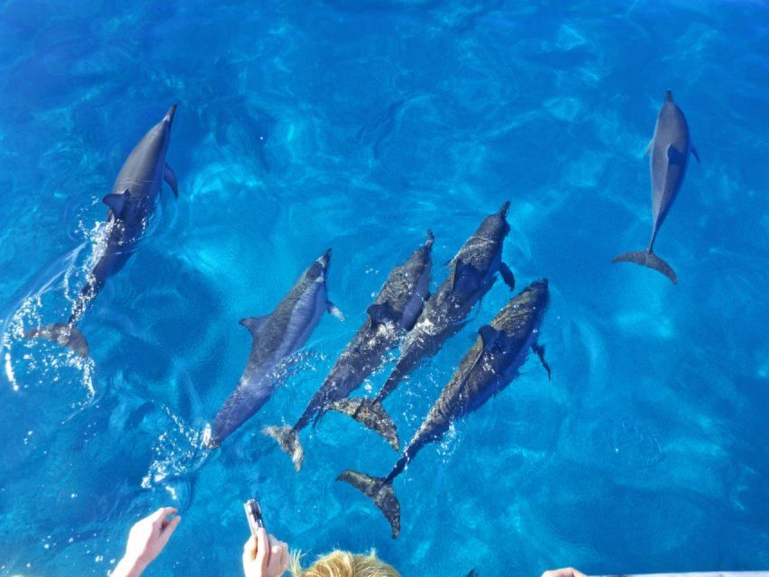 Port Ghalib: Sataya Reefs Dolphin Snorkel Cruise With Lunch - Customer Feedback and Ratings