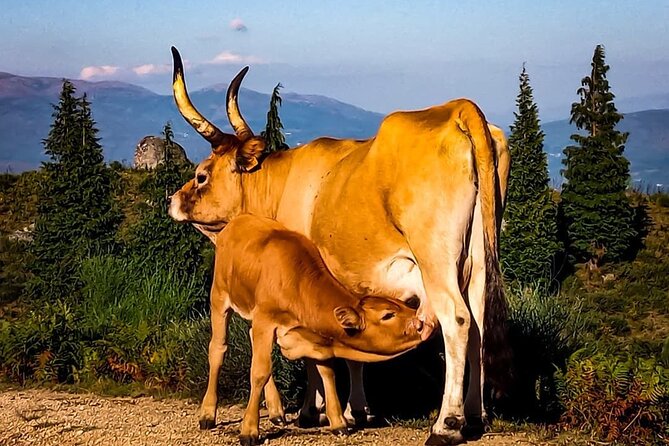 Premium Sunset • 2h Buggy Tour • Arcos De Valdevez • Peneda Gerês - Lowest Price Guarantee