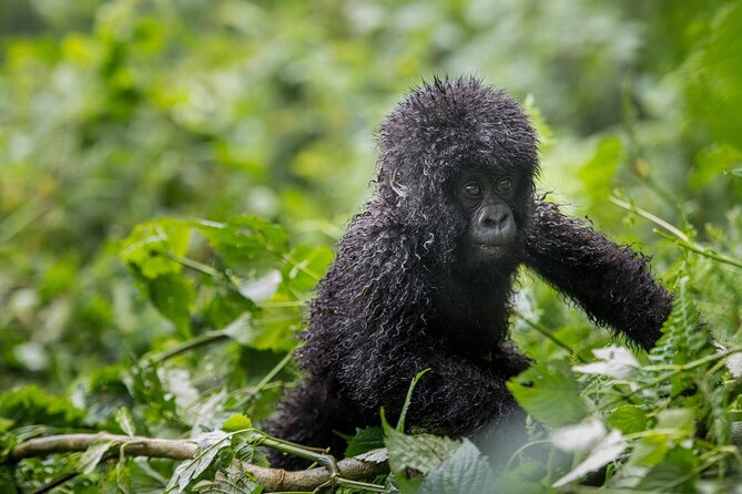 Private 3 Day Gorilla Trekking Safari in Uganda - Health and Safety Considerations