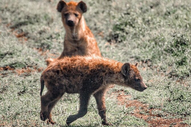 Private 4 Days Safari in Tarangire, Serengeti and Ngorongoro - Included Safari Amenities