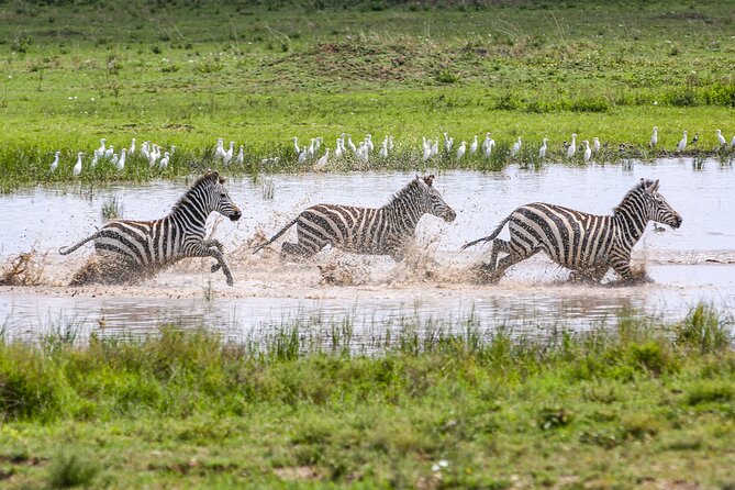 Private 5-Days Serengeti Trails With Kojuu Safaris - Safety and Accessibility