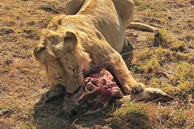 Private 5-Hour Lion Park Tour From Johannesburg or Pretoria - Pricing Information