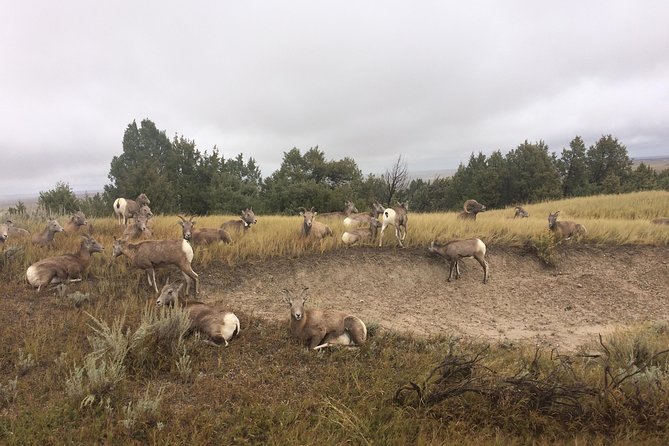 Private Badlands National Park Day Tour - Experience With Guides