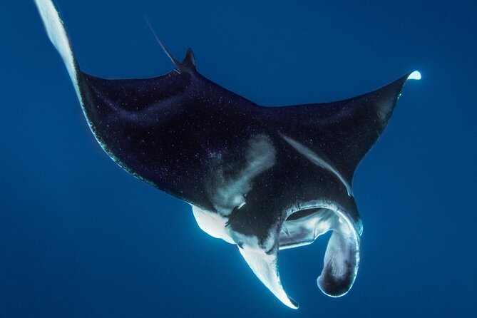 Private Big Island Snorkeling - Marine Life Encountered