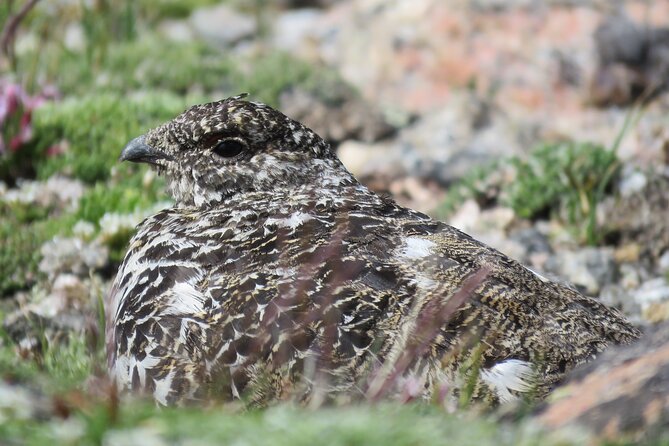 Private Birding Hike in Rocky Mountain National Park - Accessibility Options