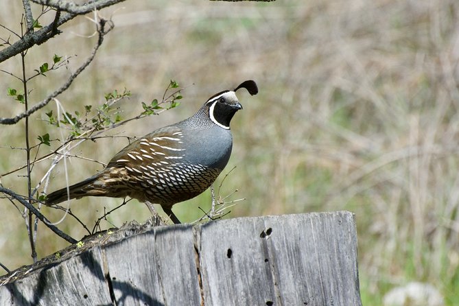 Private Birdwatching Activity in Penticton - Private Transportation