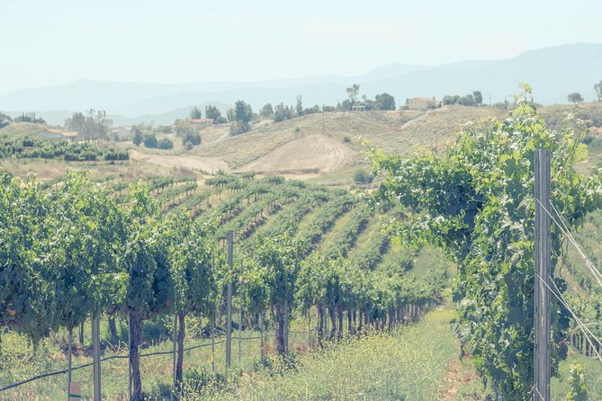 Private Full-Day Luxury Transportation From Temecula Valley - Vehicle and Driver Information