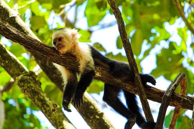 Private Guided Gumbalimba Park Tour From Roatán - Reviews and Feedback