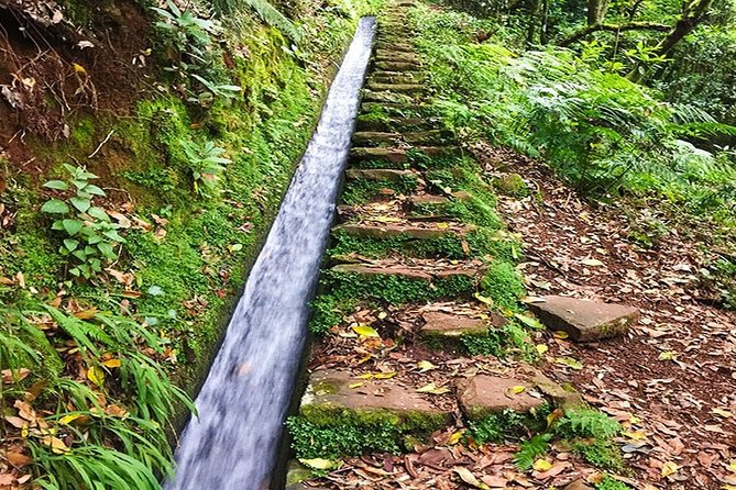 Private Guided Walk Levada Brasileiro – Levada Do Moinho - Exploring Levada Brasileiro