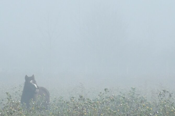 Private Miniature Horse Walking Near Lincoln - Preparing for the Visit