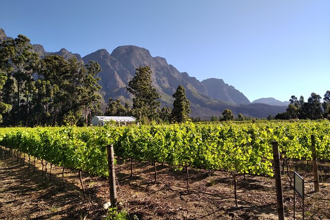 Private Package to Finest Vineyards - Stellenbosch Pickup - Guest Feedback and Testimonials