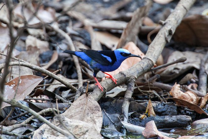 Private Rincón De La Vieja Bird Watching Tour - Tour Experience Highlights