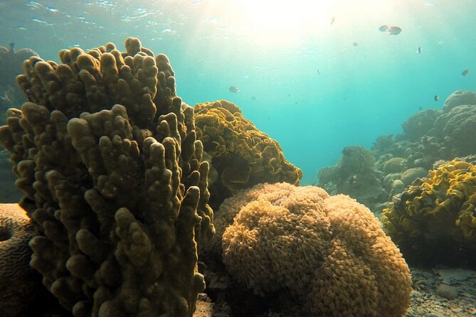 Private Scuba Diving Adventure in the Red Sea of Aqaba - What You Will Experience