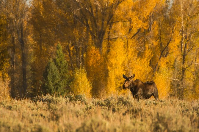 Private Sunrise 4-Hour Grand Teton Wildlife Adventure - Tour Inclusions and Amenities