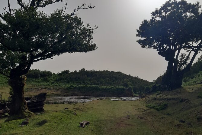 Private Tour of Fanal Park Ancient Trees - Tour Conditions