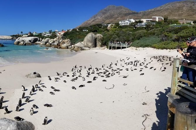 Private Tour Of Penguins, Cape Of Good Hope & Peninsula. - Accessibility Information