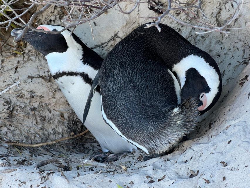 Private Tour: Swim With Penguins at Boulders Beach - Meeting Point