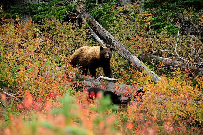 Private Tour: The Best of Banff National Park - Half Day - Booking and Pricing