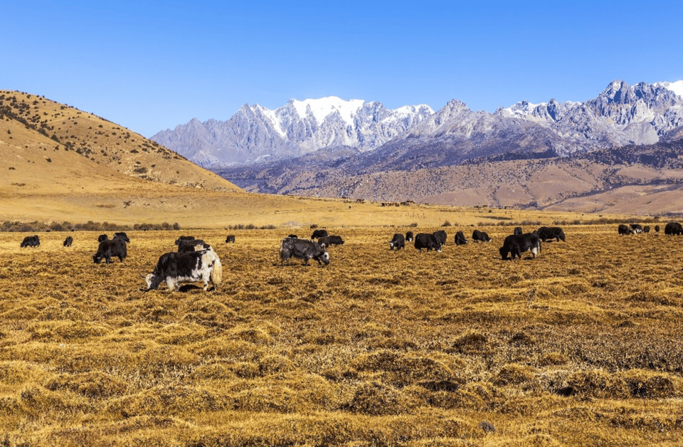 Private Tour to Lijiang Jade Dragon Snow Mountain With Lunch - Frequently Asked Questions