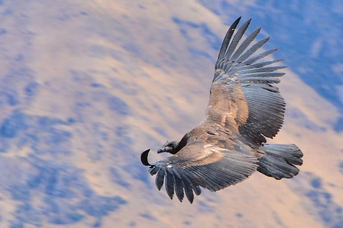 Private Trekking to the Colca Canyon - Scenic Highlights