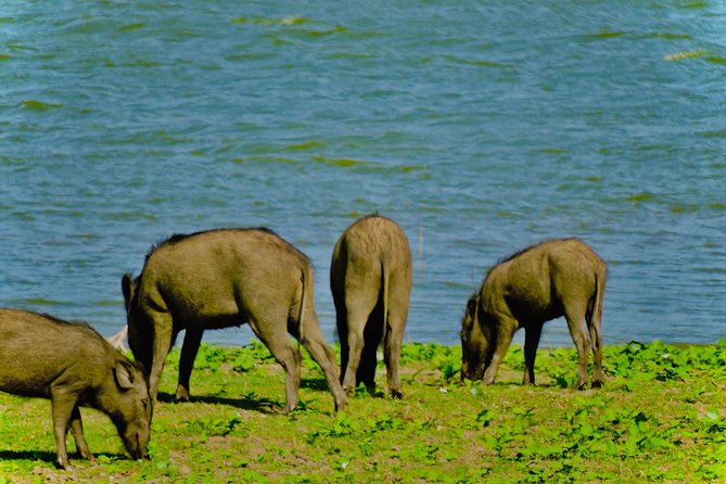 Private Udawalawe Nationalpark Jeep-Safari - Pricing and Booking Details