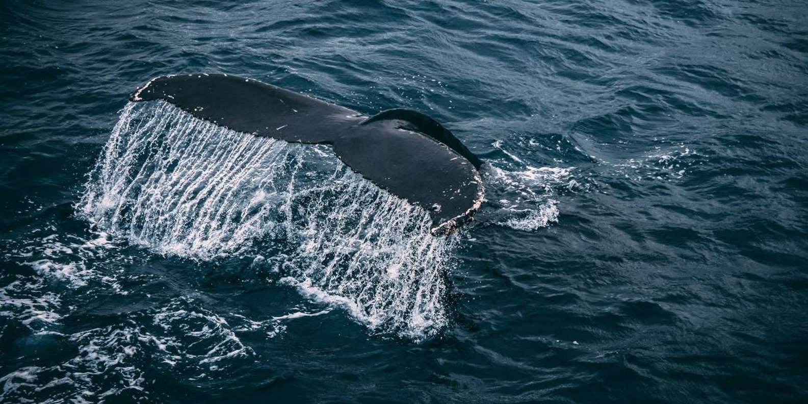 Private Whale Route Full Day Tour - Inclusions and Logistics