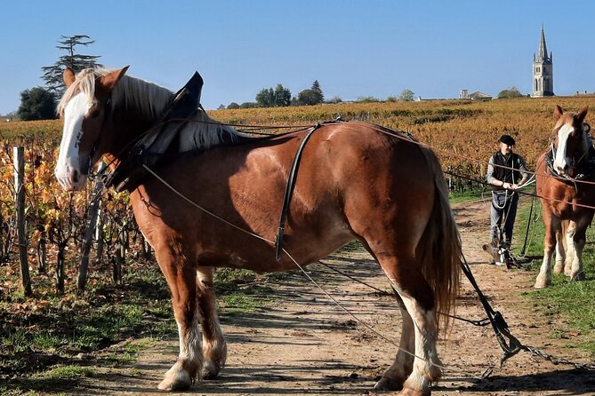 Private Wine Lovers - Super St Emilion - Behind the Scenes Visits Top Chateaux and Medieval Town - Exploring St Emilion