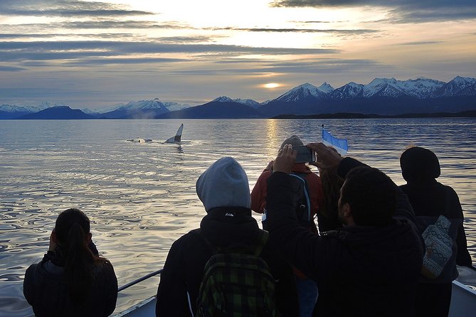 Private Yacht Sailing on the Beagle Channel - Sights and Wildlife Encounters